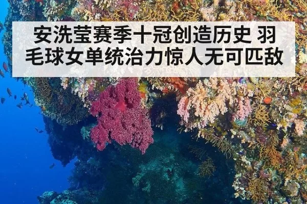 安洗莹赛季十冠创造历史 羽毛球女单统治力惊人无可匹敌